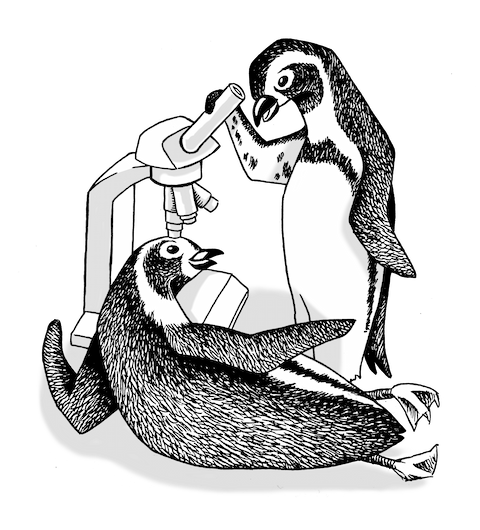 Two penguins looking at a microscope.